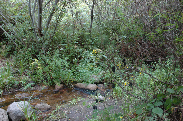 Soberanes Canyon 040.jpg